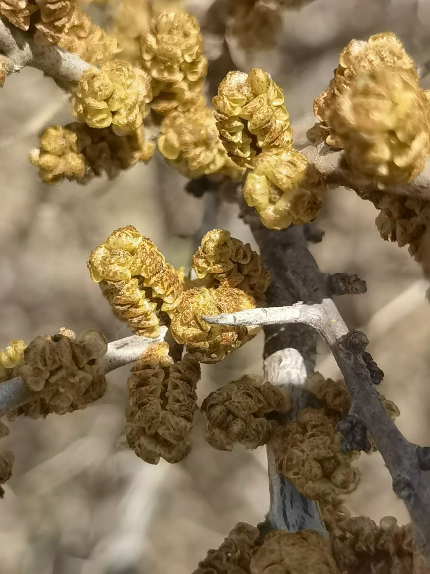 1775629084719015.jpg 沙棘花2.jpg